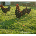 Mesh grillé hexagonal pour nourrir les poulets